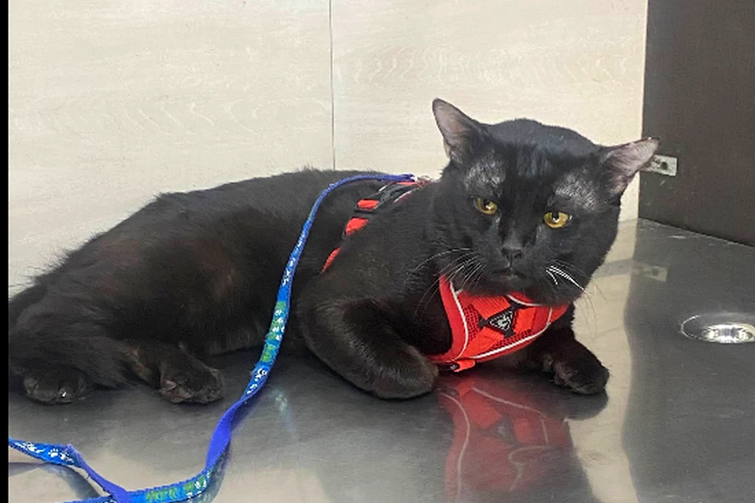 Cat being examined at Royal Pet Clinic