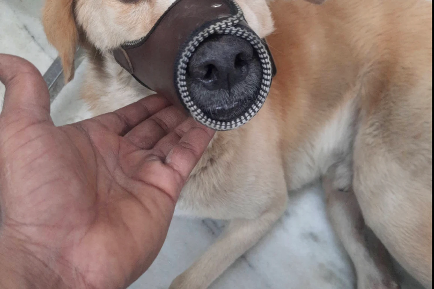 Dog receiving care at Royal Pet Clinic