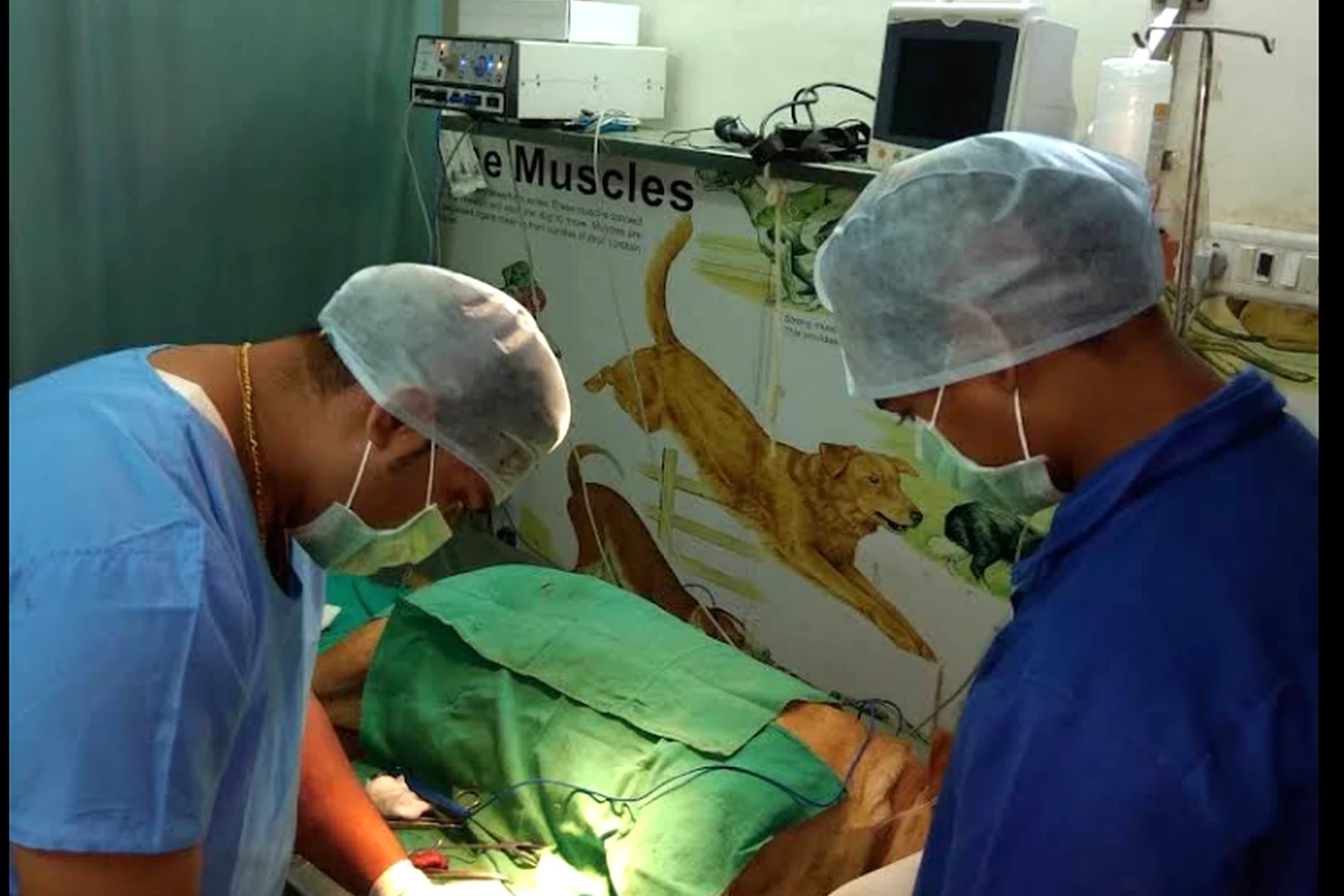 Veterinary surgical procedure at Royal Pet Clinic